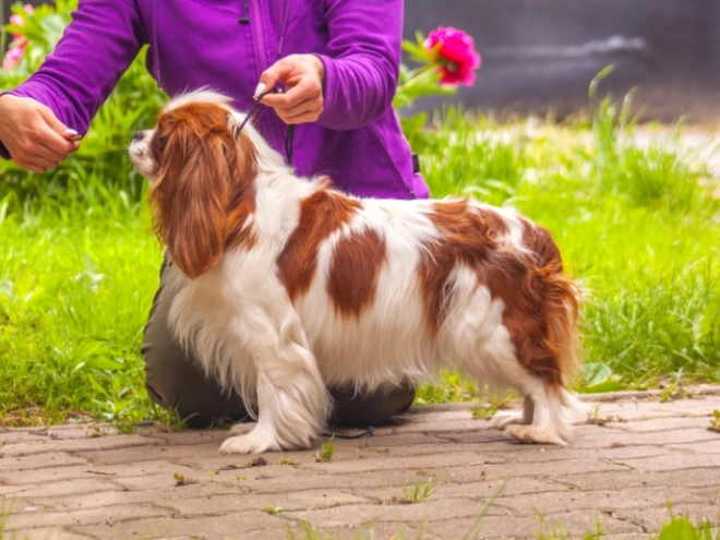 Perros Cavalier King Charles Spaniel en venta