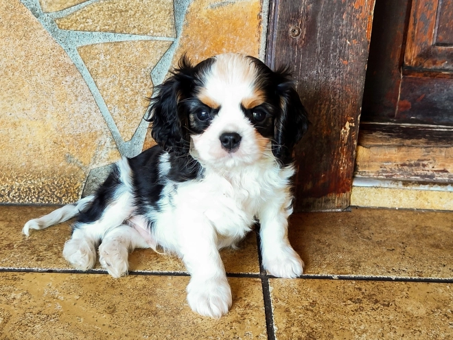 Cavalier King Charles Spaniel puppy for sale