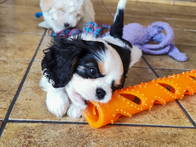 Cavalier King Charles Spaniel puppy for sale