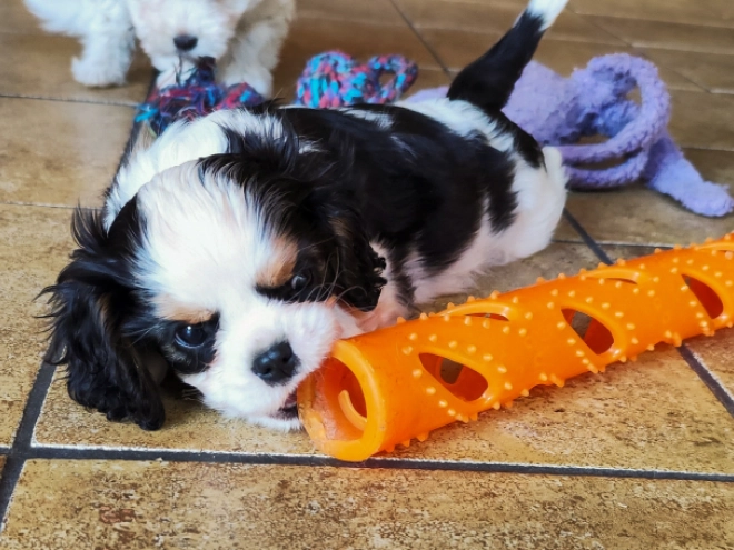 Cavalier King Charles Spaniel puppy for sale