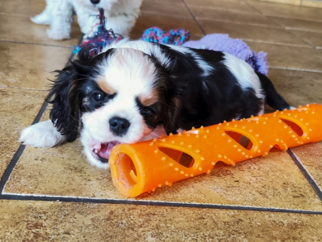 Cavalier King Charles Spaniel puppy for sale