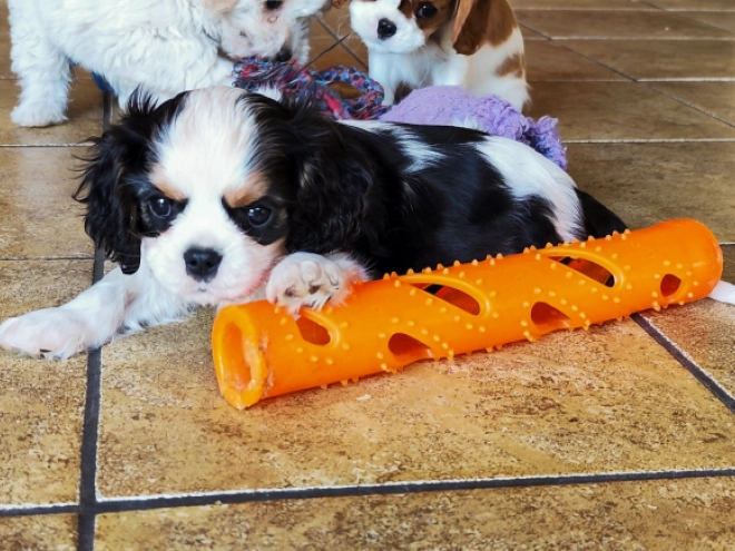Cavalier King Charles Spaniel puppy for sale