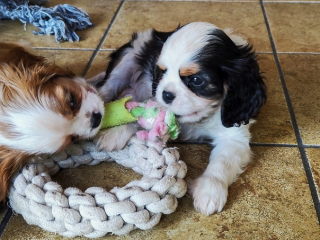 Cavalier King Charles Spaniel puppy for sale