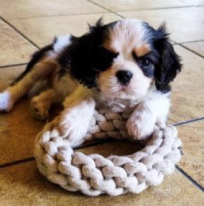 Zakari, tricolor Cavalier King Charles Spaniel for sale