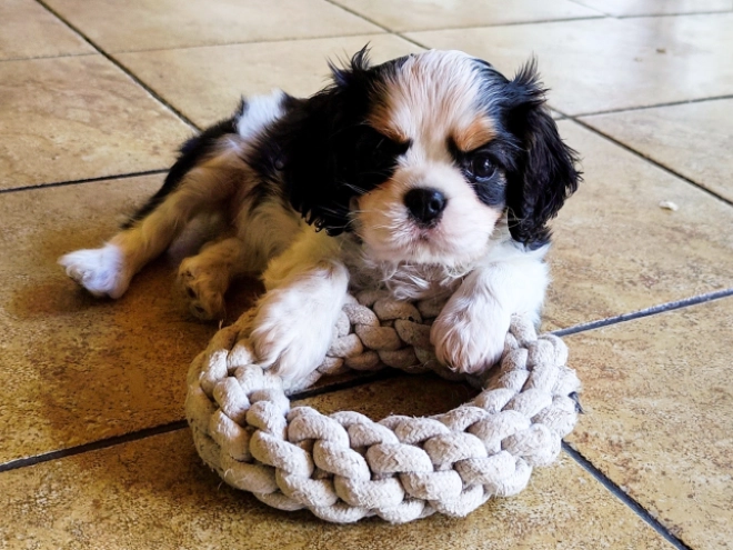 Cavalier King Charles Spaniel puppy for sale