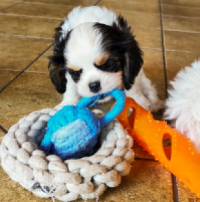 Cavalier King Charles Spaniel Welpe kaufen