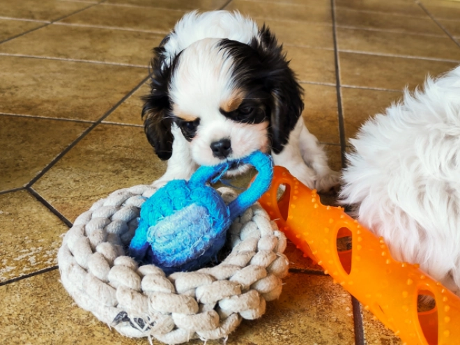 Cavalier King Charles Spaniel puppy for sale