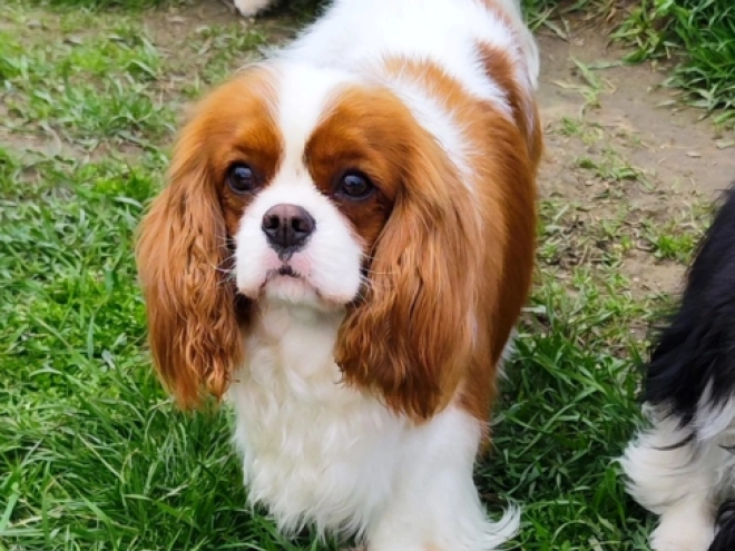 Cavalier King Charles Spaniel puppy for sale