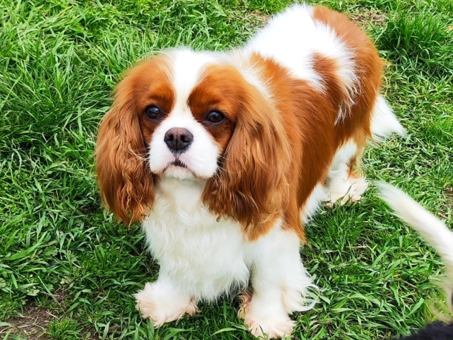 Cavalier King Charles Spaniel puppy for sale