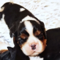 Puinton, tricolor Cavalier King Charles Spaniel for sale