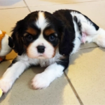 Puinton, tricolor Cavalier King Charles Spaniel for sale