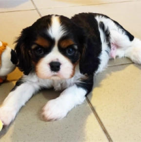 Perros Cavalier King Charles Spaniel en venta