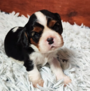 Perros Cavalier King Charles Spaniel en venta
