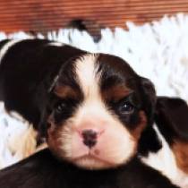 Munchkin, tricolor Cavalier King Charles Spaniel for sale