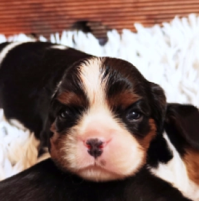 Perros Cavalier King Charles Spaniel en venta