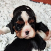 Munchkin, tricolor Cavalier King Charles Spaniel for sale
