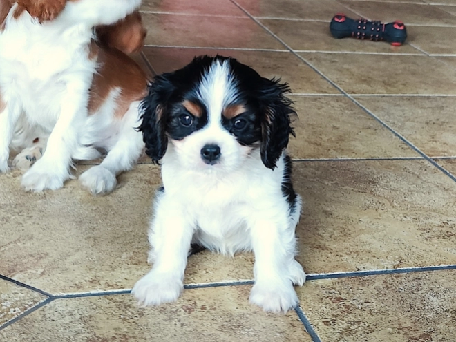 Cavalier King Charles Spaniel puppy for sale