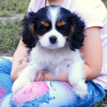 Declan, tricolor Cavalier King Charles Spaniel for sale