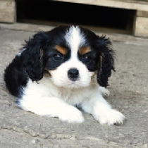 Declan, tricolor Cavalier King Charles Spaniel for sale
