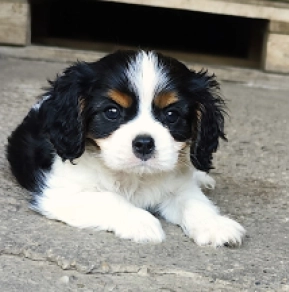 Cavalier King Charles Spaniel puppy for sale