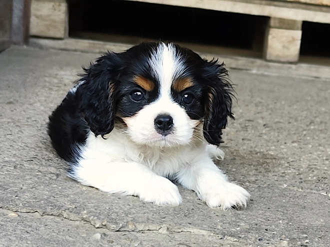 Cavalier King Charles Spaniel puppy for sale