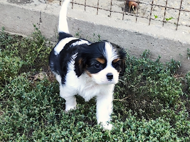 Cavalier King Charles Spaniel puppy for sale
