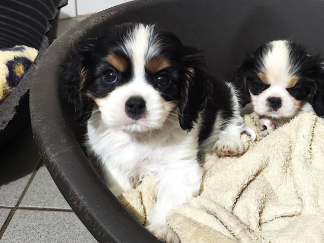 Cavalier King Charles Spaniel puppy for sale