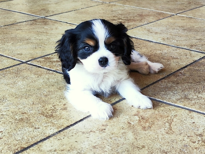 Cavalier King Charles Spaniel puppy for sale