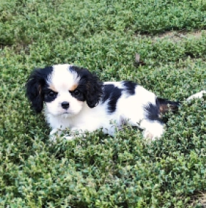 Cavalier King Charles Spaniel puppy for sale