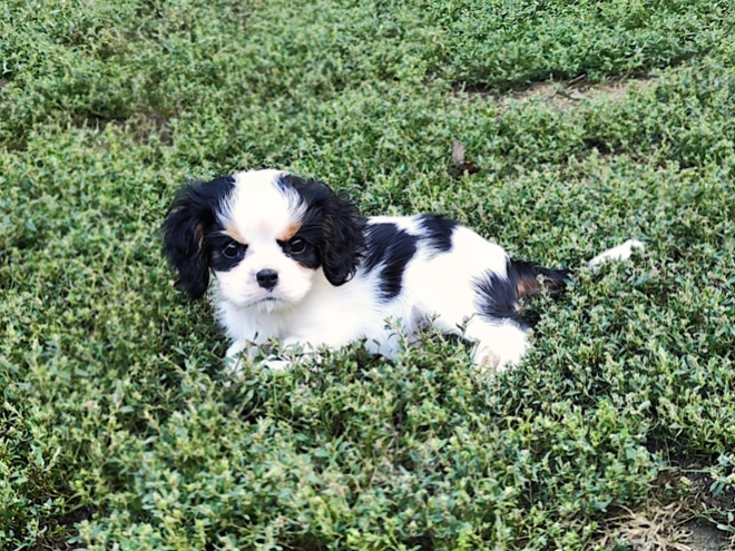 Cavalier King Charles Spaniel puppy for sale