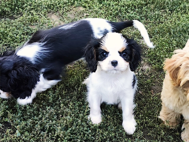 Cavalier King Charles Spaniel puppy for sale