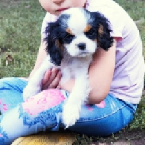 Dante, tricolor Cavalier King Charles Spaniel for sale