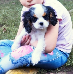 Cavalier King Charles Spaniel puppy for sale