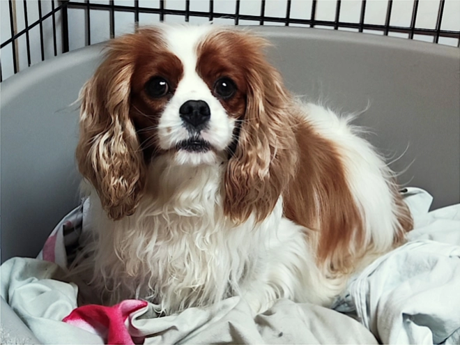 Cavalier King Charles Spaniel puppy for sale