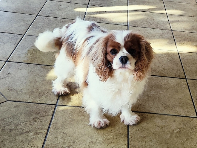 Cavalier King Charles Spaniel puppy for sale