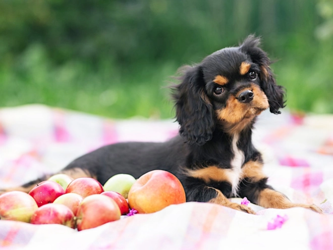 Cavalier King Charles Spaniel puppy for sale