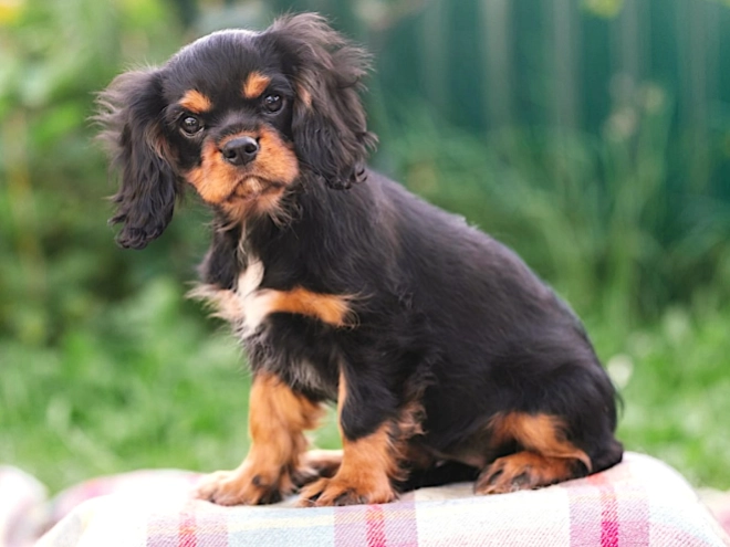 Cavalier King Charles Spaniel puppy for sale
