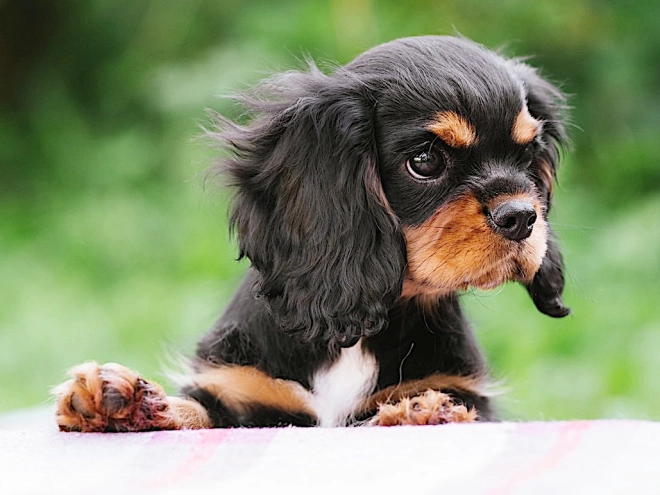 Cavalier King Charles Spaniel puppy for sale