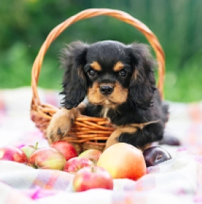 Cavalier King Charles Spaniel puppy for sale