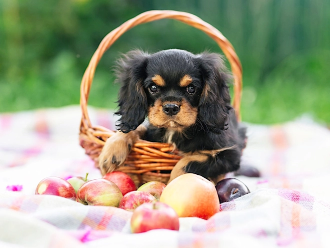 Cavalier King Charles Spaniel puppy for sale