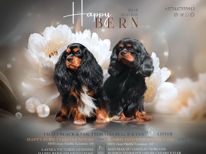 Cavalier King Charles Spaniel puppy for sale