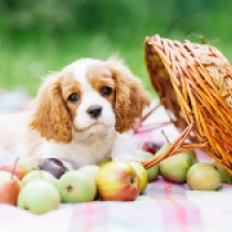 Bunny, blenheim Cavalier King Charles Spaniel for sale
