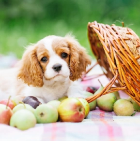 Cavalier King Charles Spaniel puppy for sale