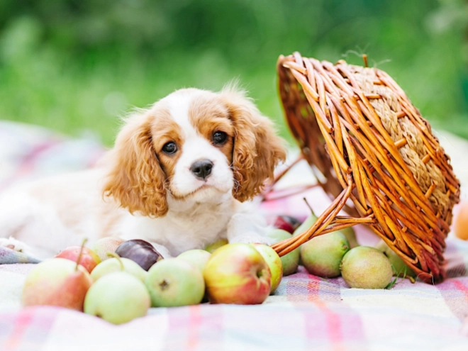 Cavalier King Charles Spaniel puppy for sale