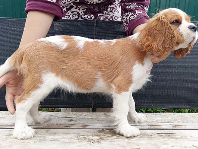 Cavalier King Charles Spaniel puppy for sale