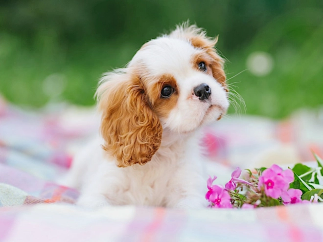 Cavalier King Charles Spaniel puppy for sale