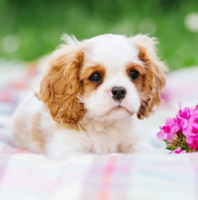 Cavalier King Charles Spaniel puppy for sale