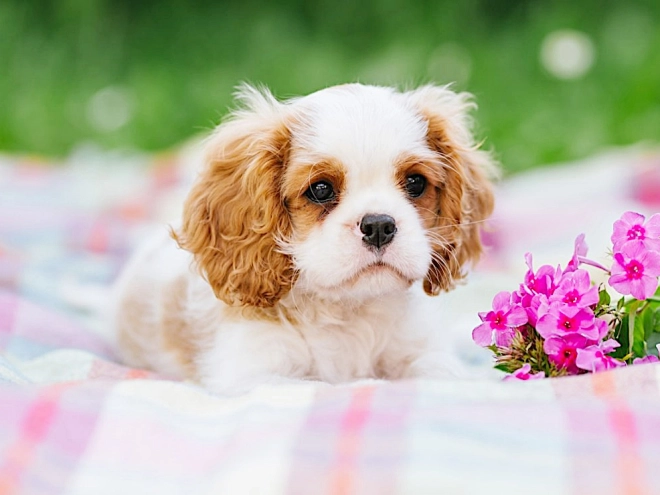 Cavalier King Charles Spaniel puppy for sale