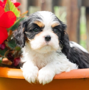 Cavalier King Charles Spaniel puppy for sale