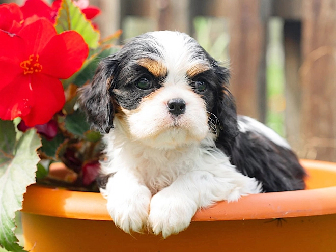 Cavalier King Charles Spaniel puppy for sale